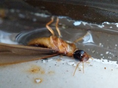 Kalotermes
