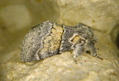 Gluphisia lintneri