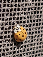 Harmonia axyridis