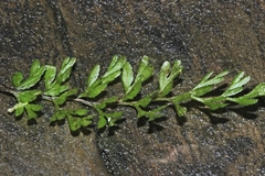 Hymenophyllum cupressiforme