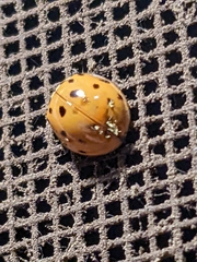 Harmonia axyridis