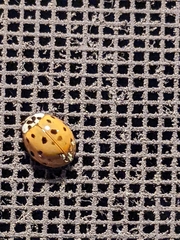 Harmonia axyridis