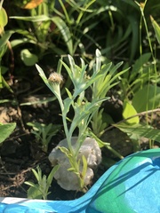 Media resource of Gnaphalium uliginosum