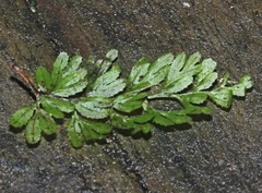 Hymenophyllum cupressiforme
