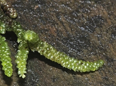 Lembophyllum divulsum