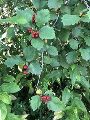 Crataegus sanguinea