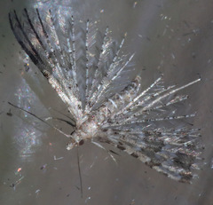 Alucita montana