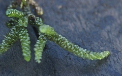 Lembophyllum divulsum