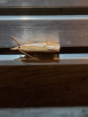 Crambus saltuellus
