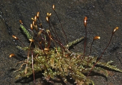 Lembophyllum divulsum