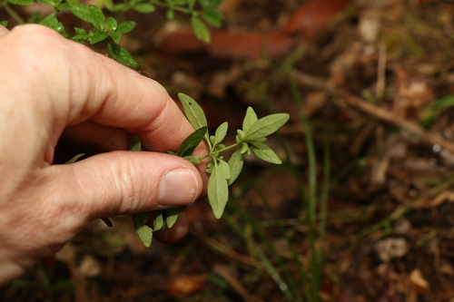 Image of Prostanthera ovalifolia by (c) Greg Tasney, some rights reserved (CC BY-SA)