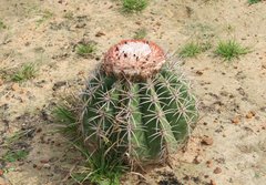 Melocactus curvispinus caesius