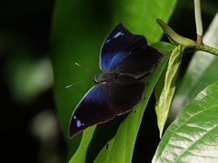 Memphis moruus