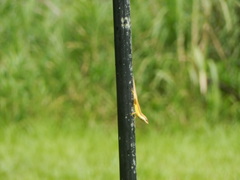 Anolis pulchellus