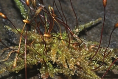 Lembophyllum divulsum