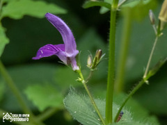 Brillantaisia owariensis