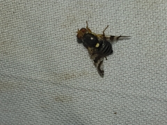 Rhagoletis cingulata