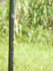 Anolis pulchellus