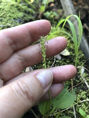 Plantago major