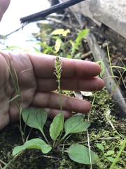 Plantago major