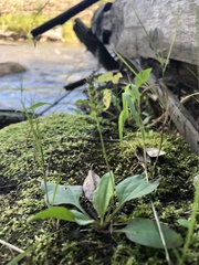 Plantago major