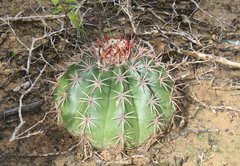 Melocactus curvispinus caesius
