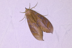 Phyllodes eyndhovii