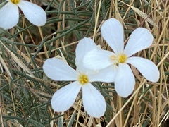Leptosiphon floribundus