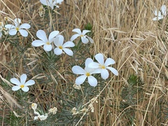 Leptosiphon floribundus