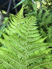 Athyrium filix-femina