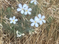 Leptosiphon floribundus