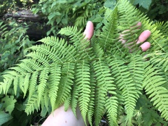 Athyrium filix-femina