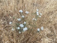 Leptosiphon floribundus