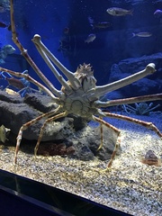 Macrocheira kaempferi