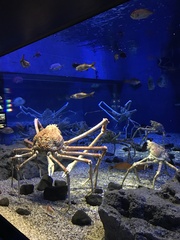 Macrocheira kaempferi