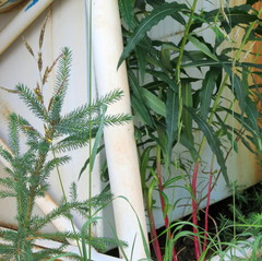 Bromus pumpellianus