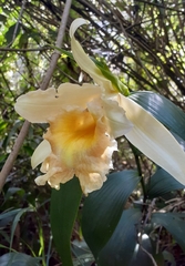 Sobralia xantholeuca
