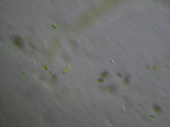 Tetradesmus