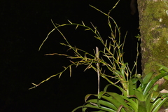 Vriesea procera tenuis