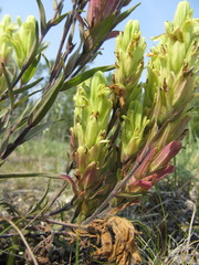 Castilleja pallida yukonis