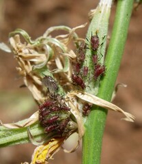 Uroleucon chondrillae