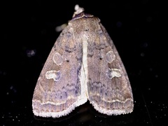 Diarsia jucunda