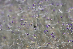 Psorothamnus scoparius