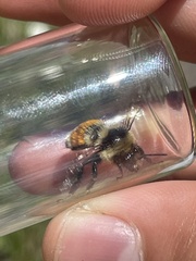 Bombus bifarius