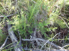Galium mucroniferum