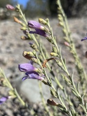 Penstemon linarioides sileri