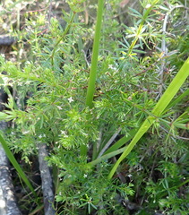Galium mucroniferum