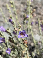Penstemon linarioides sileri