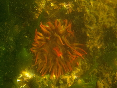 Urticina piscivora