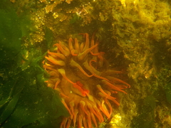 Urticina piscivora